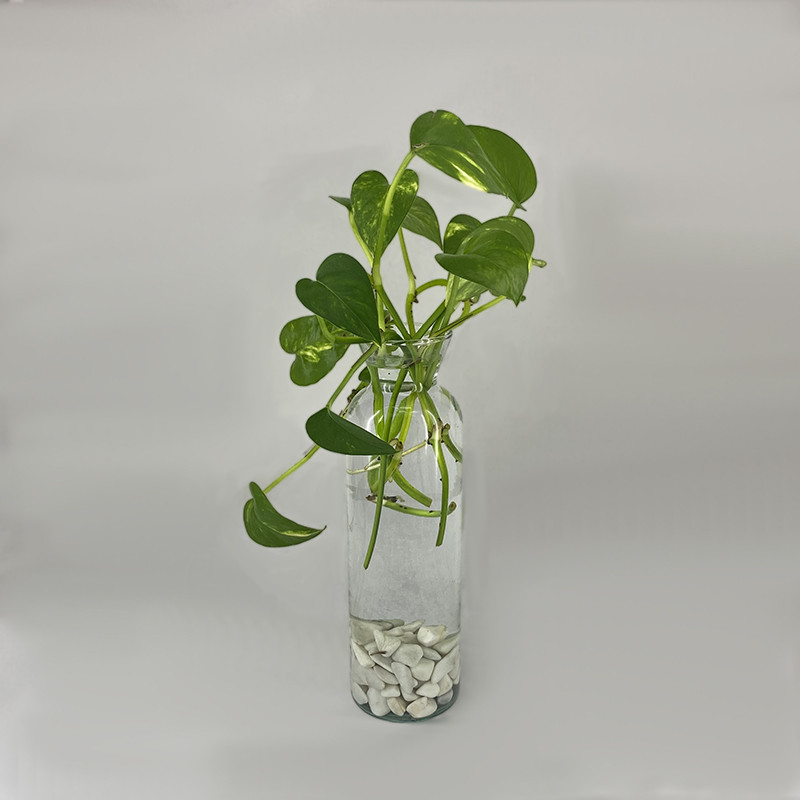 گیاه طبیعی پتوس ابلق مدل SH01