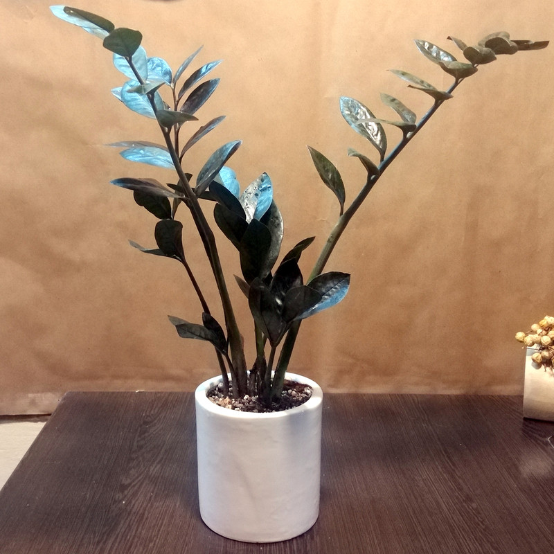 گیاه طبیعی زامیفولیا بلک کد Z-2