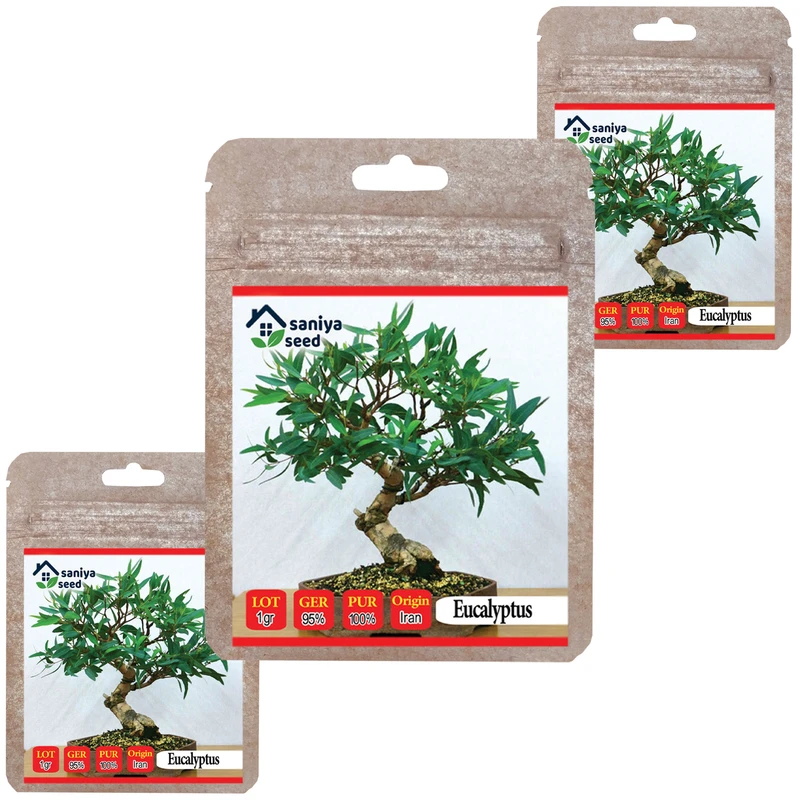 بذر بنسای اکالیپتوس سانیا سید مدل B14 مجموعه 3 عددی