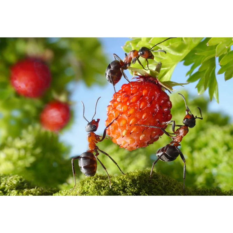 تابلو شاسی طرح مورچه و میوه توت فرنگی مدل T6754