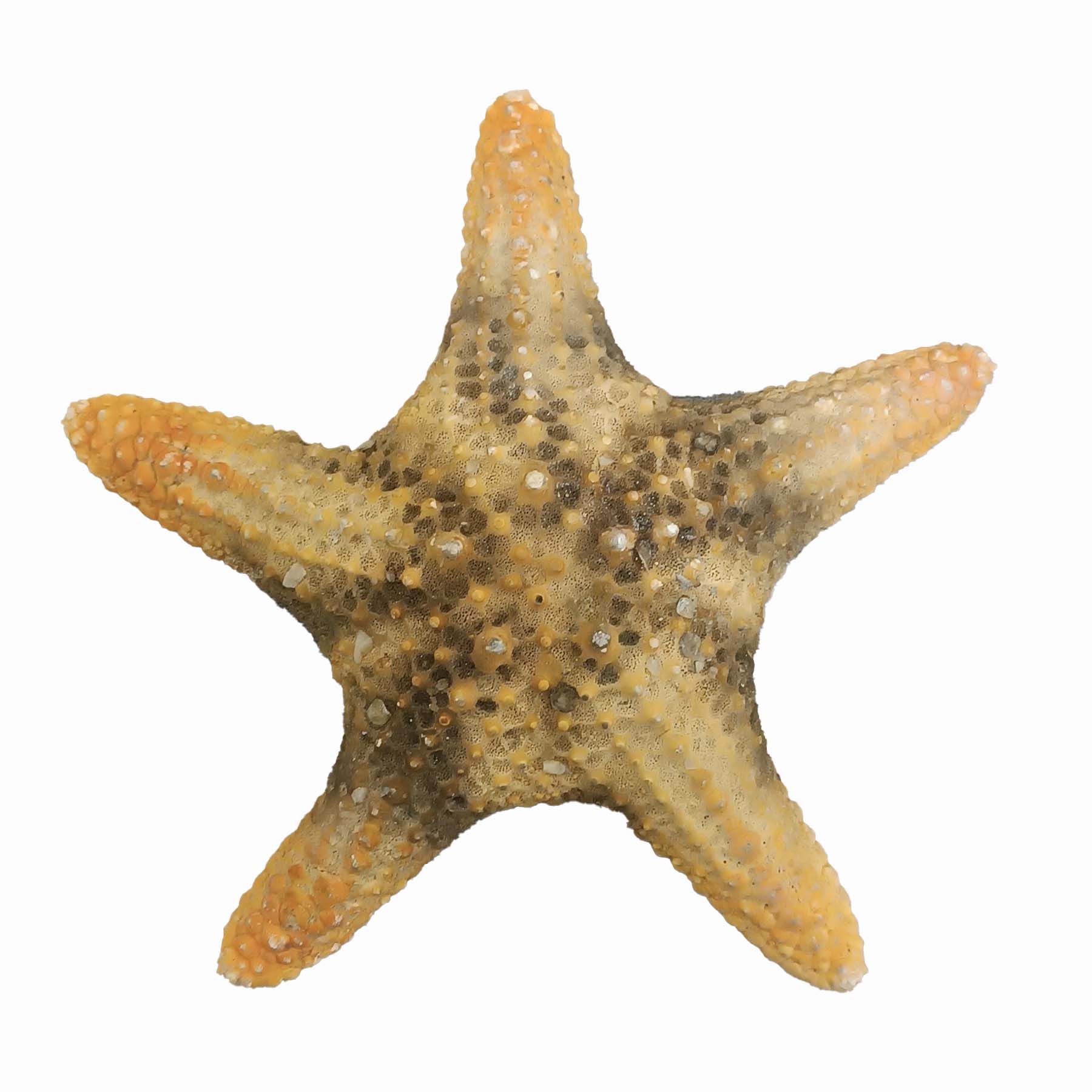 ستاره دریایی تزیینی مدل bs9