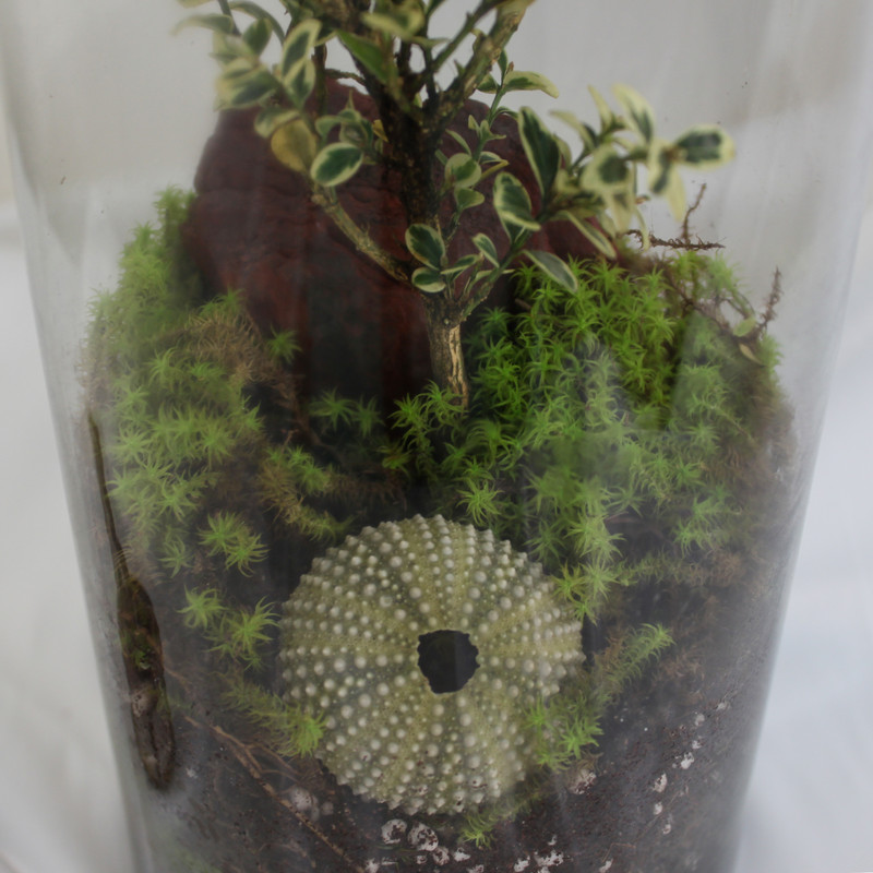 تراریوم گیاه طبیعی کد OST-22