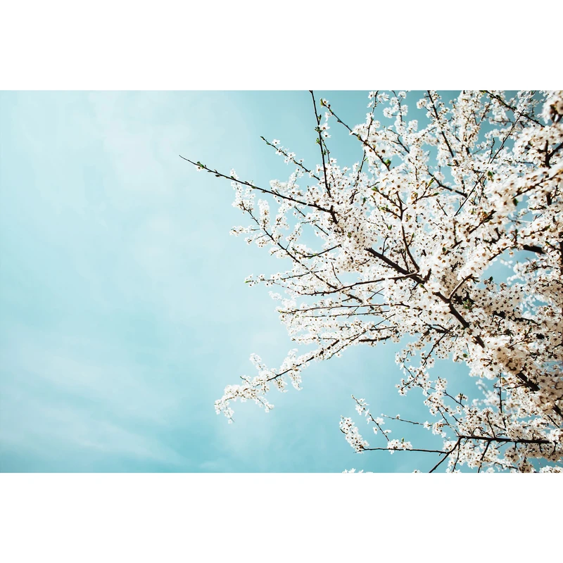 تابلو شاسی طرح شکوفه های بهاری درخت سیب مدل T1744