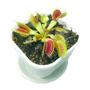 گیاه طبیعی ونوس مدل گوشتخوار داروین کد 06
