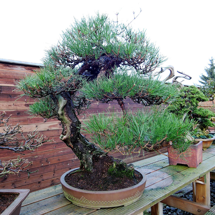 بذر بنسای کاج سدروس دئودارا وانیا سید مدل N24