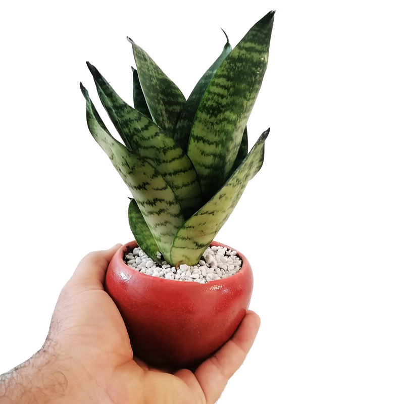 گیاه طبیعی سانسوریا مدل پاکوتاه مینیاتوری گیاه طبیعی سانسوریا مدل پاکوتاه مینیاتوری