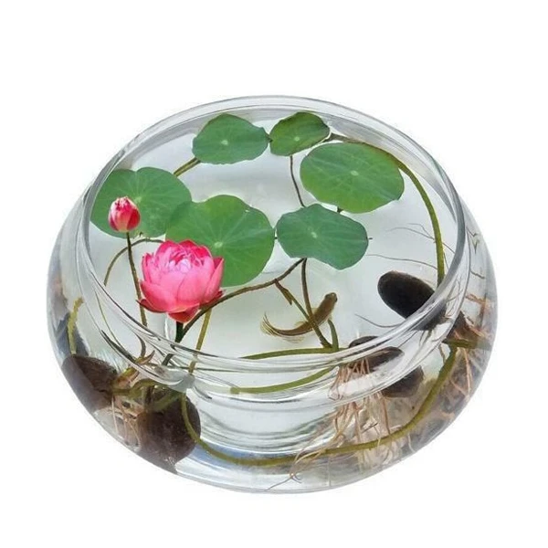 عکس شماره 4 : بذر نیلوفر آبی مدل 2025