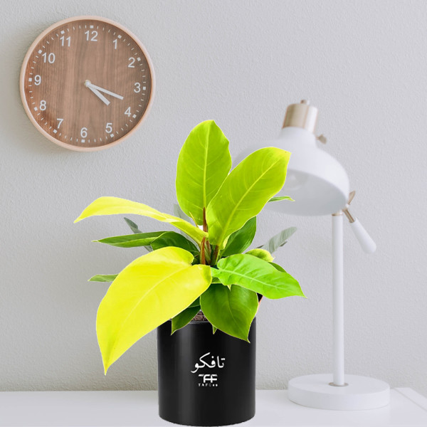 گل طبیعی فیلودندرون نئون  تافکو مدل لیمویی کد 2x