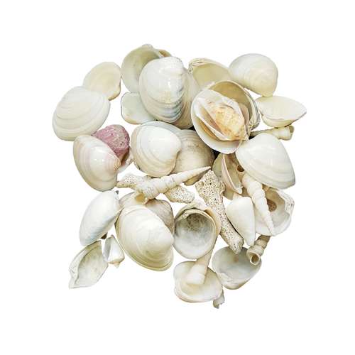 صدف تزئینی مدل BG_85 وزن 400 گرم