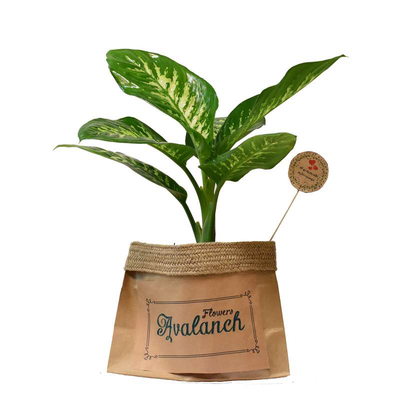 گیاه طبیعی دیفن باخیا کد P.A.018