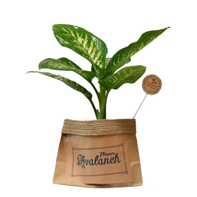 گیاه طبیعی دیفن باخیا کد P.A.018