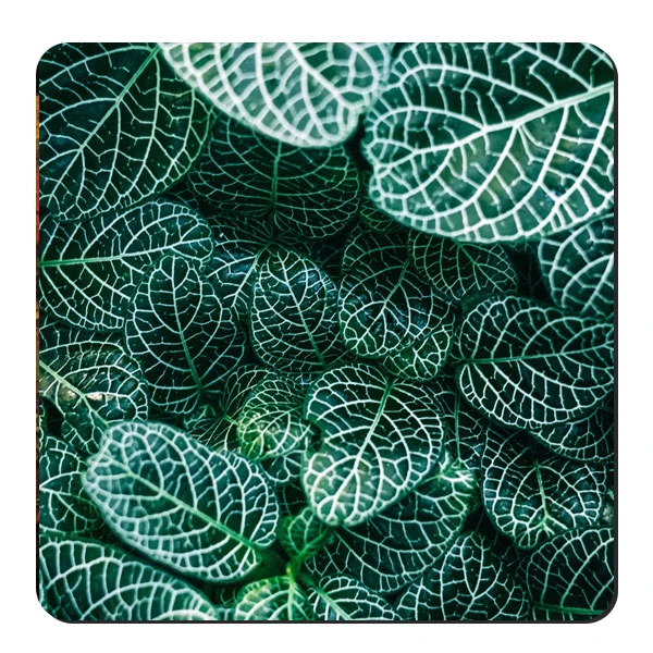  زیر لیوانی طرح برگ سبز کد nzl624