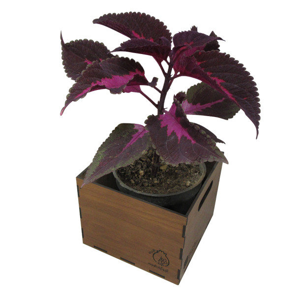 گیاه طبیعی حسن یوسف ناردونه کد GH - M01