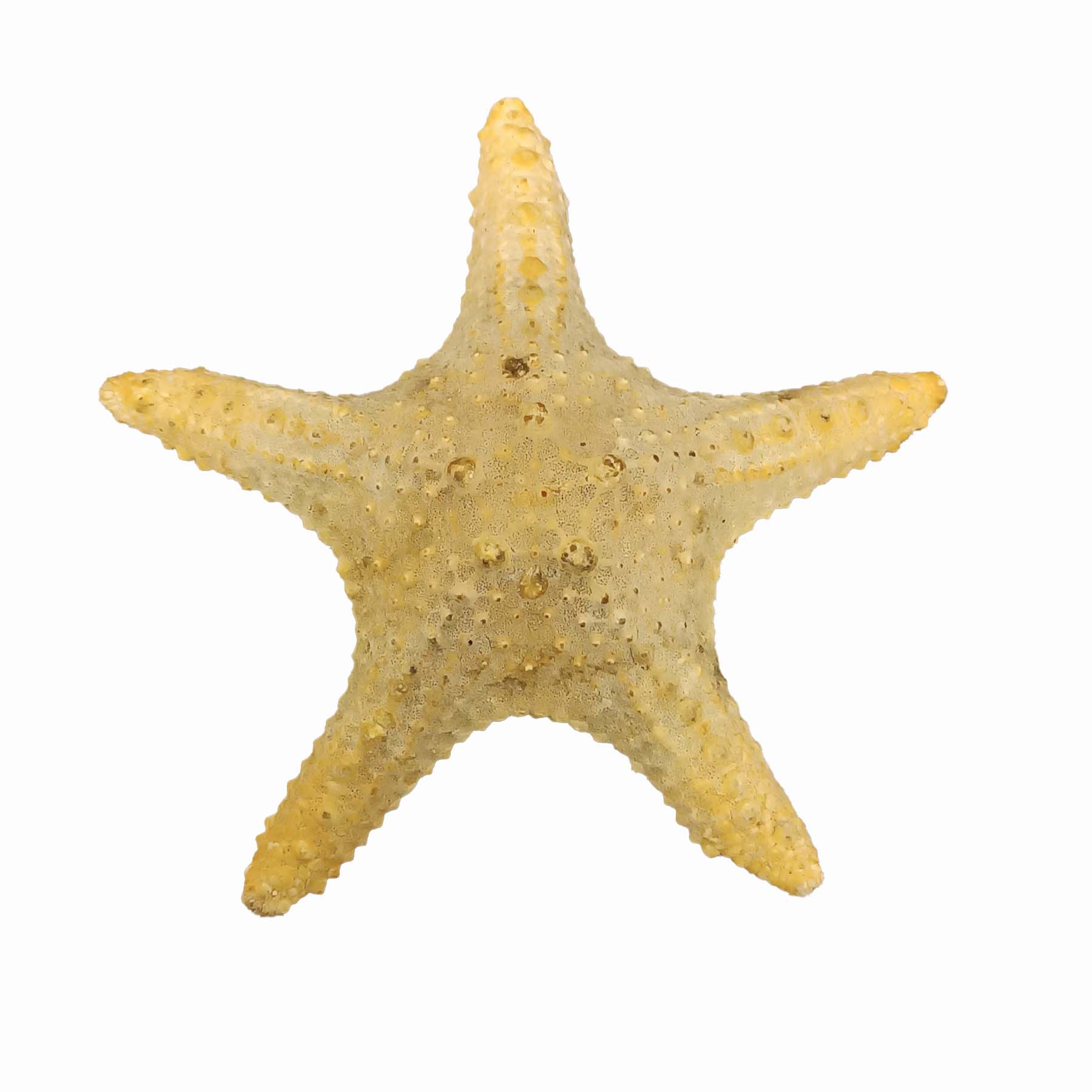 ستاره دریایی تزیینی مدل fb20
