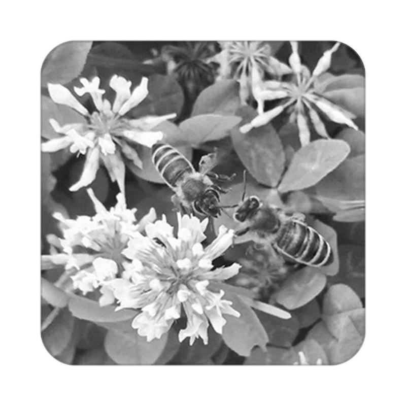 زیر لیوانی کاکتی طرح گل مدل mp19742