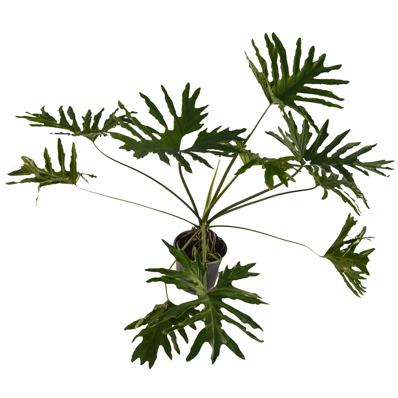 گیاه طبیعی برگ انجیری مدل AN1 گیاه طبیعی برگ انجیری مدل AN1