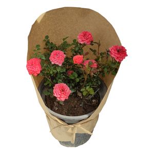 نقد و بررسی گیاه طبیعی ساناز کد yt18 توسط خریداران