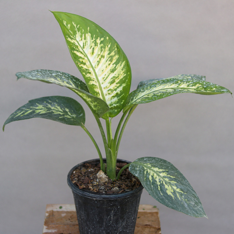 گیاه طبیعی دیفن باخیا کد 01 گیاه طبیعی دیفن باخیا کد 01