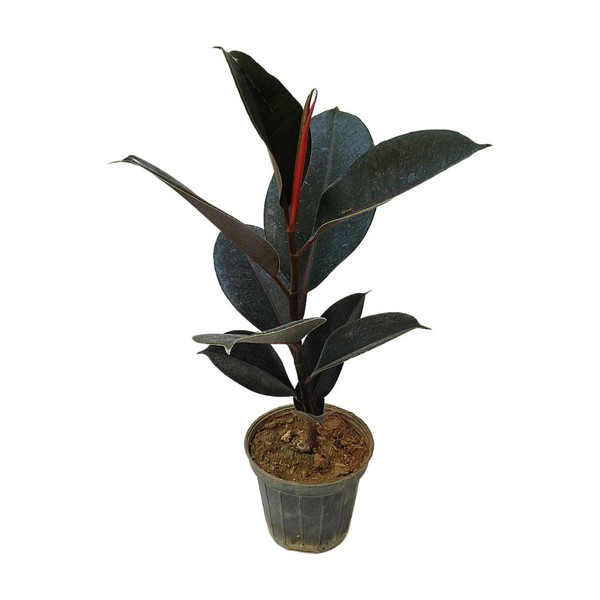 گیاه طبیعی فیکوس الاستیکا بلک مدل 03