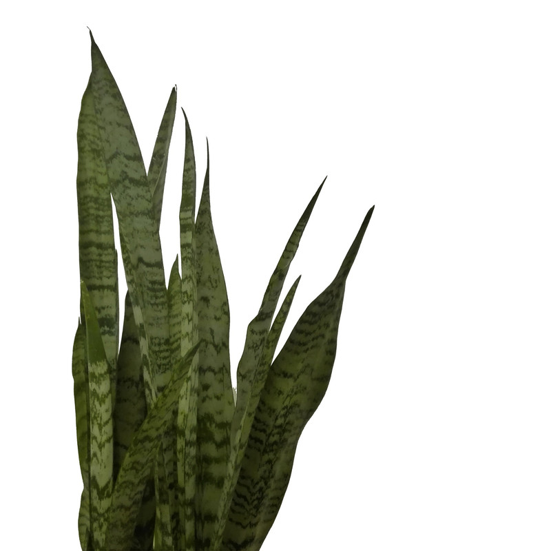 گیاه طبیعی سانسوریا کد pg_03