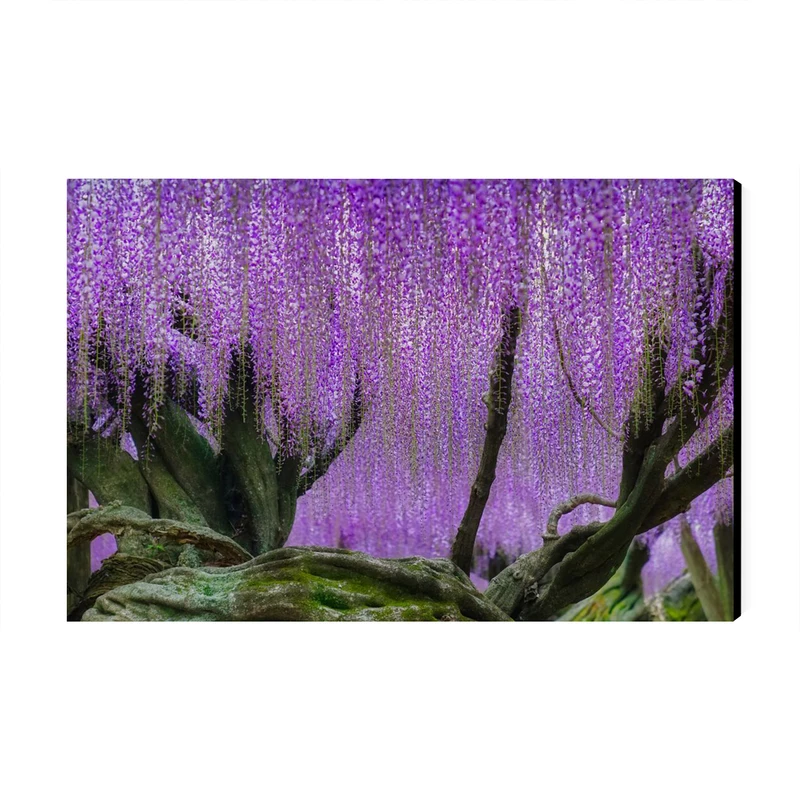 تابلو شاسی عرش طرح گردشگری ژاپن مدل باغ کاواچی ویستریا کد As6195