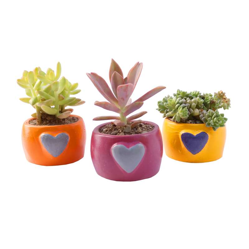 گیاه طبیعی ساکولنت آیدین کاکتوس کد FP-003 مجموعه 3 عددی گیاه طبیعی ساکولنت آیدین کاکتوس کد FP-003 مجموعه 3 عددی