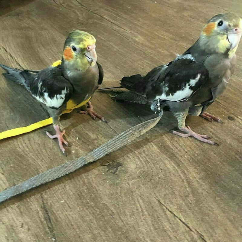 جلیقه پرواز طوطی سانان آواتور مدل عروس هلندی کد ۱۲۳