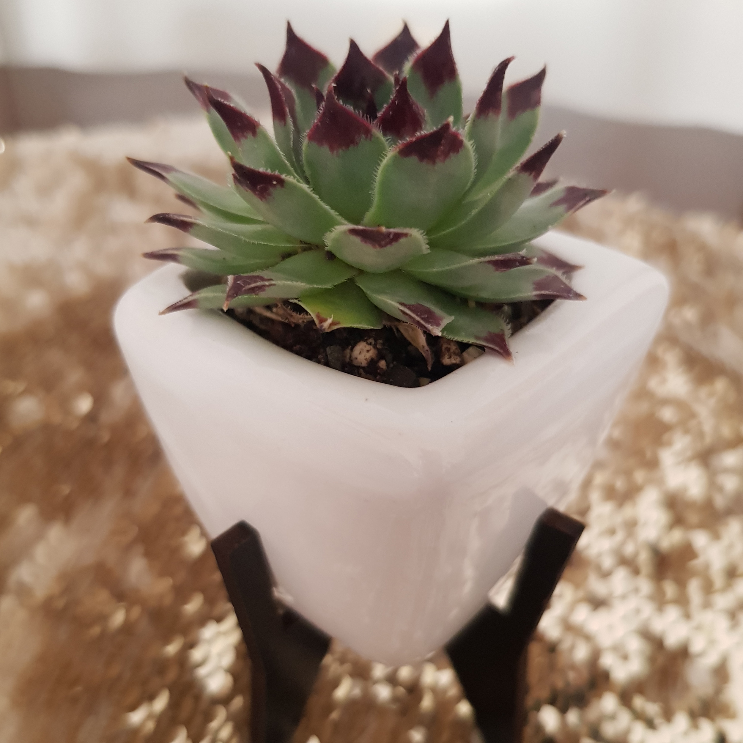 گیاه طبیعی سمپریوم لب ماتیکی مدل 2022151 گیاه طبیعی سمپریوم لب ماتیکی مدل 2022151