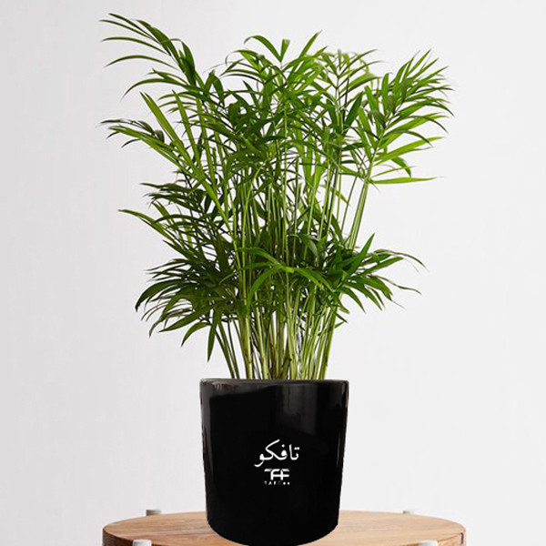 گل طبیعی شامادورا تافکو کد 2x