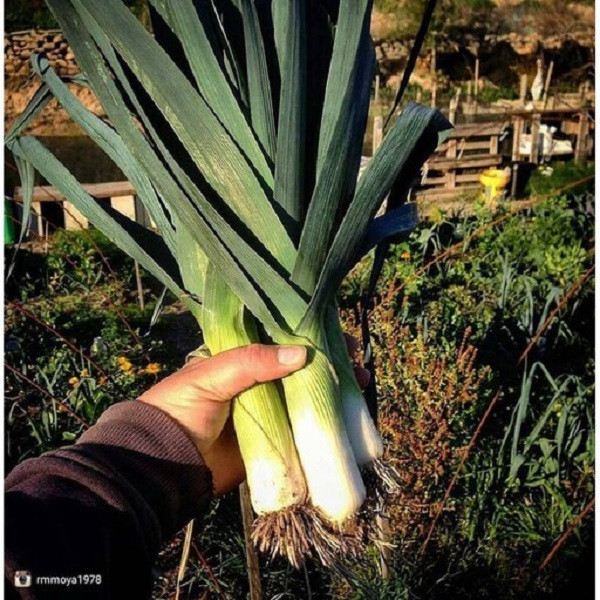 بذر تره فرنگی جی پی سید مدل GP1396