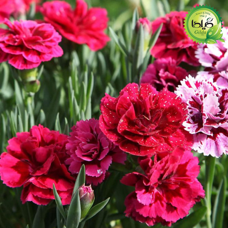 بذر میخک باغچه گیلدا کد 813