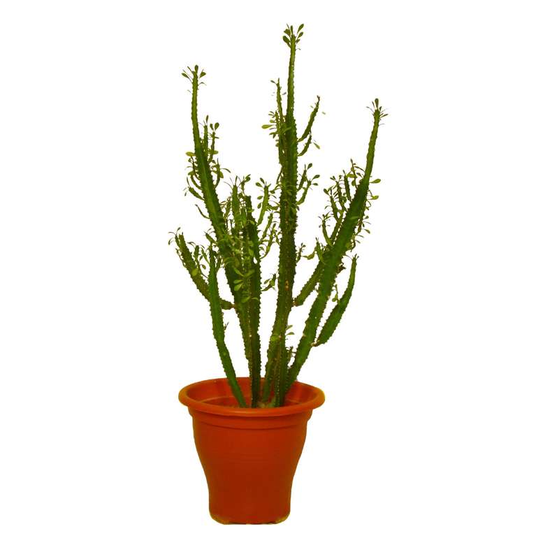 گیاه طبیعی افوربیا سبز مدل مادری کد 0110
