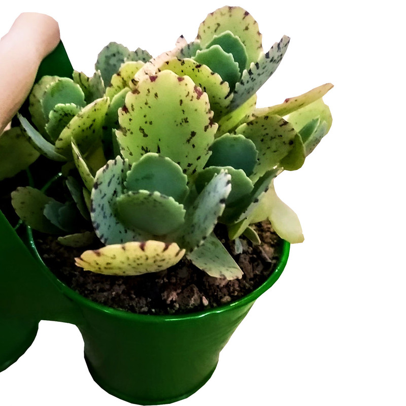 گیاه طبیعی کالانکوئه مدل B-21 مجموعه 2 عددی