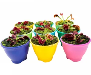 گیاه طبیعی گوشتخوار ونوس مدل Ven09 مجموعه 9 عددی