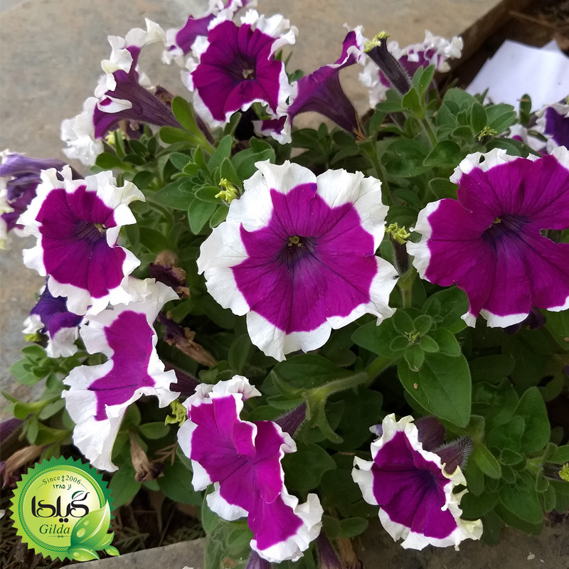 بذر اطلسی الوان گیلدا کد 856 بذر اطلسی الوان گیلدا کد 856