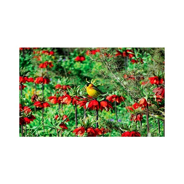  پادری مدل گل و طبیعت کد M35M001-MF0135 سایز 76x46 سانتی متر