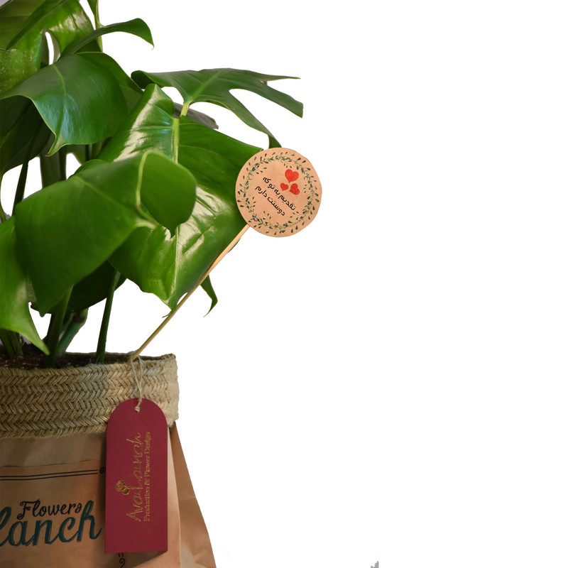 گیاه طبیعی برگ انجیری تخت کد P.A.028