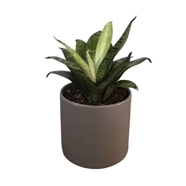 گیاه طبیعی سانسوریا مدل 4 گیاه طبیعی سانسوریا مدل 4