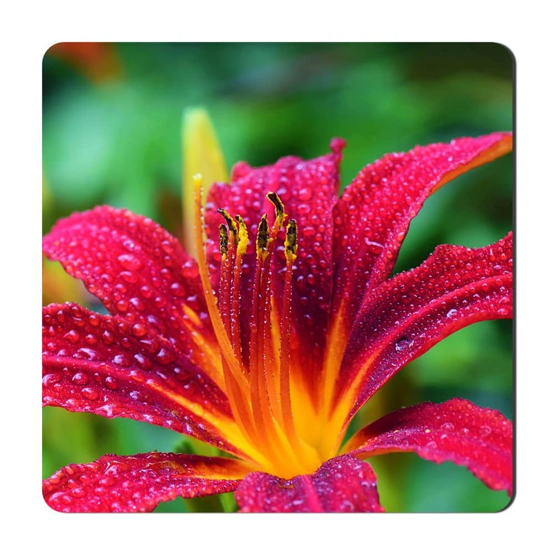 مگنت یخچالی گالری باجو طرح گل کد flower 58