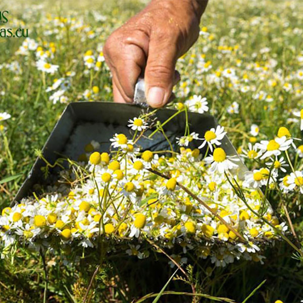 بذر گل بابونه آلمانی کامومیل مدل GL01 بذر گل بابونه آلمانی کامومیل مدل GL01
