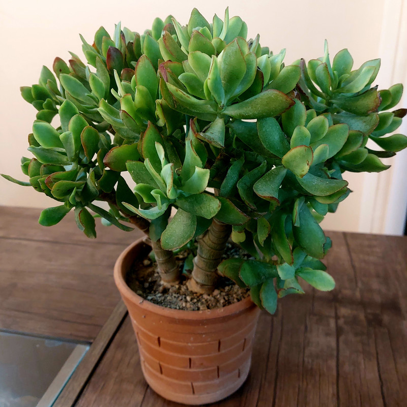 گیاه طبیعی یشم فر مدل F-20