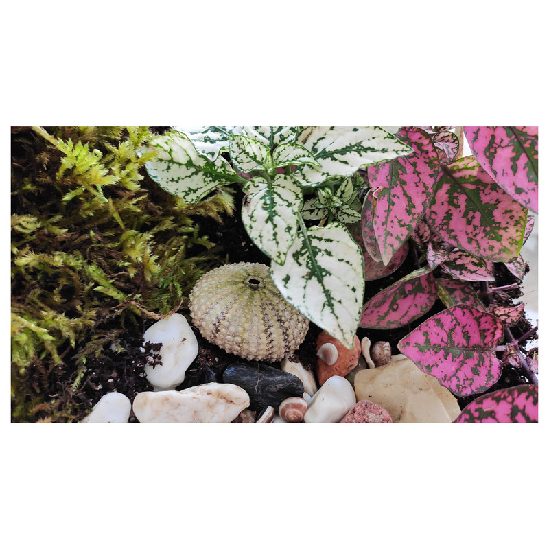 گیاه طبیعی تراریوم کد TRM-tngB گیاه طبیعی تراریوم کد TRM-tngB