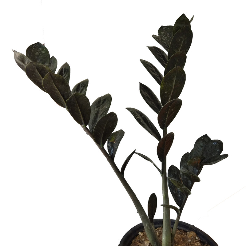 گیاه طبیعی زاموفیلیا بلک کد AS-200