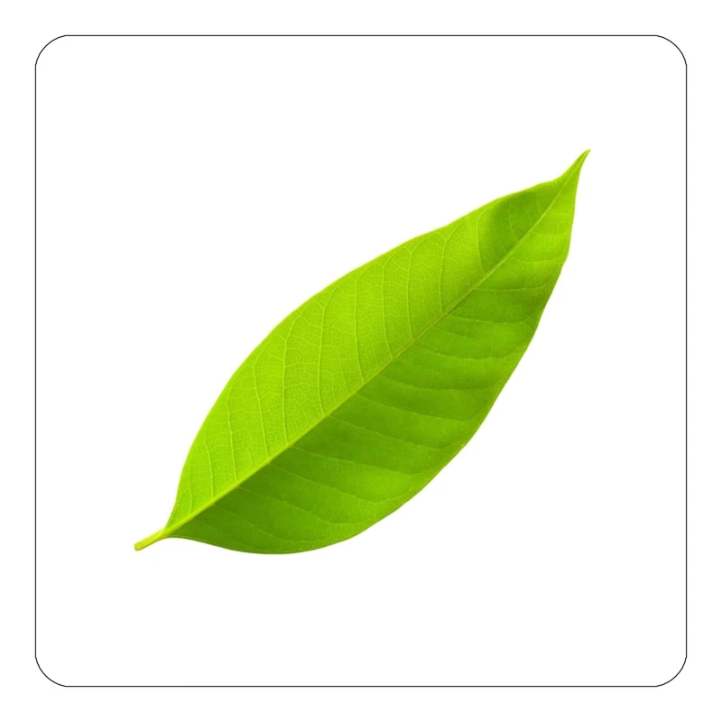 مگنت کاکتی طرح گل مدل mp17887