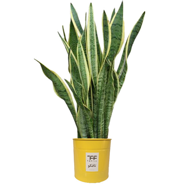 گیاه طبیعی سانسوريا ابلق تافکو کد 2024 گیاه طبیعی سانسوريا ابلق تافکو کد 2024