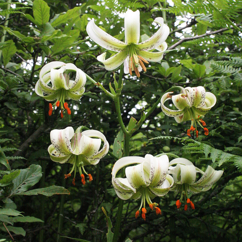 بذر گل چلچراغ پابلند الوان وانیا سید مدل O89