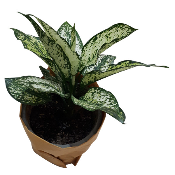 گیاه طبیعی آگلونما ناردونه کد AB - M02