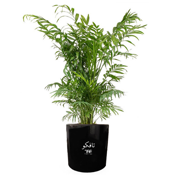 گل طبیعی شامادورا تافکو کد 2x