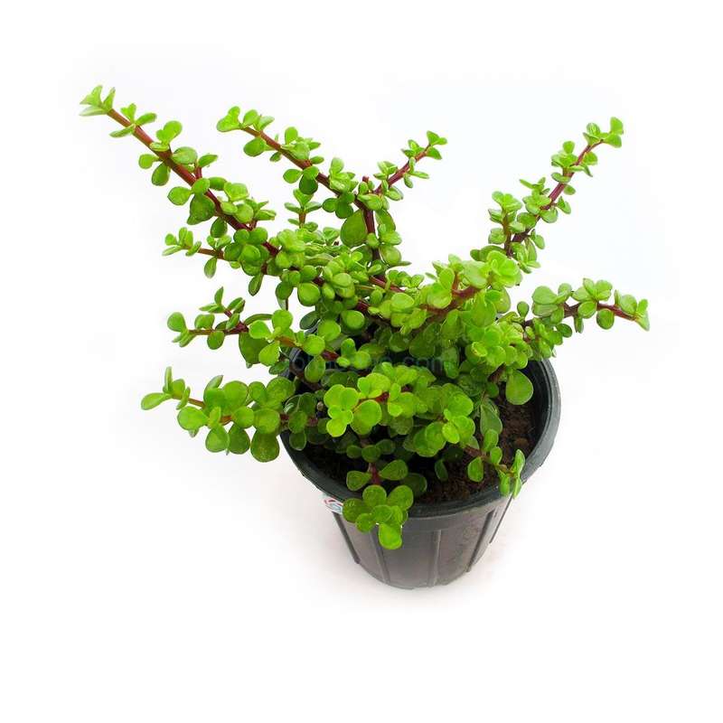 گیاه طبیعی ساکولنت مدل  خرفه ای کد s42