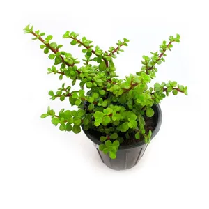 گیاه طبیعی ساکولنت مدل  خرفه ای کد s42